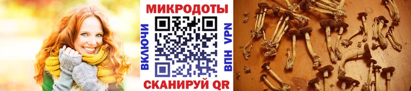 Псилоцибиновые грибы Cubensis  продажа наркотиков  Заволжск 